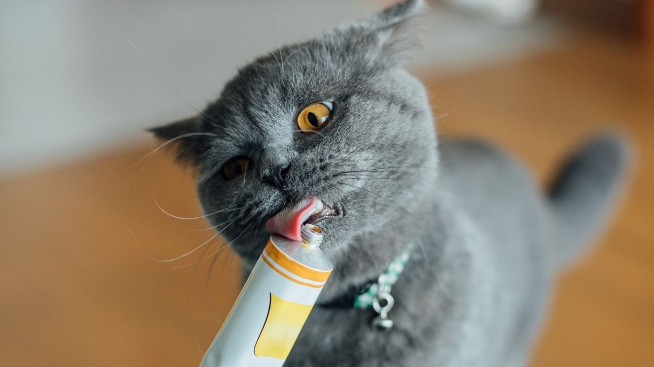 en iyi kedi maltı markaları ve öneri listesi burada