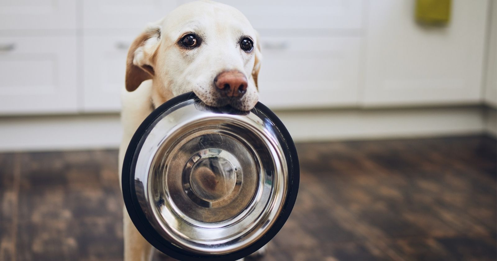 En iyi köpek maması markaları ve tavsiyeleri