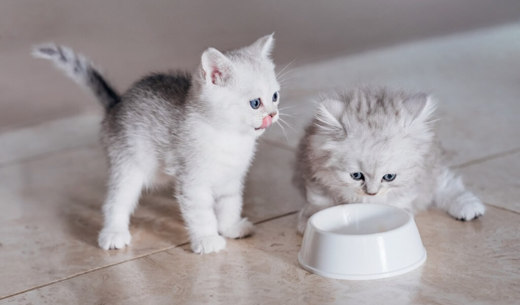 En iyi yavru kedi maması markaları