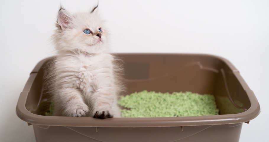 En iyi kedi kumu markaları